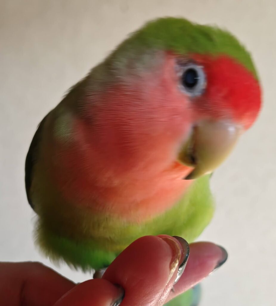 すだち