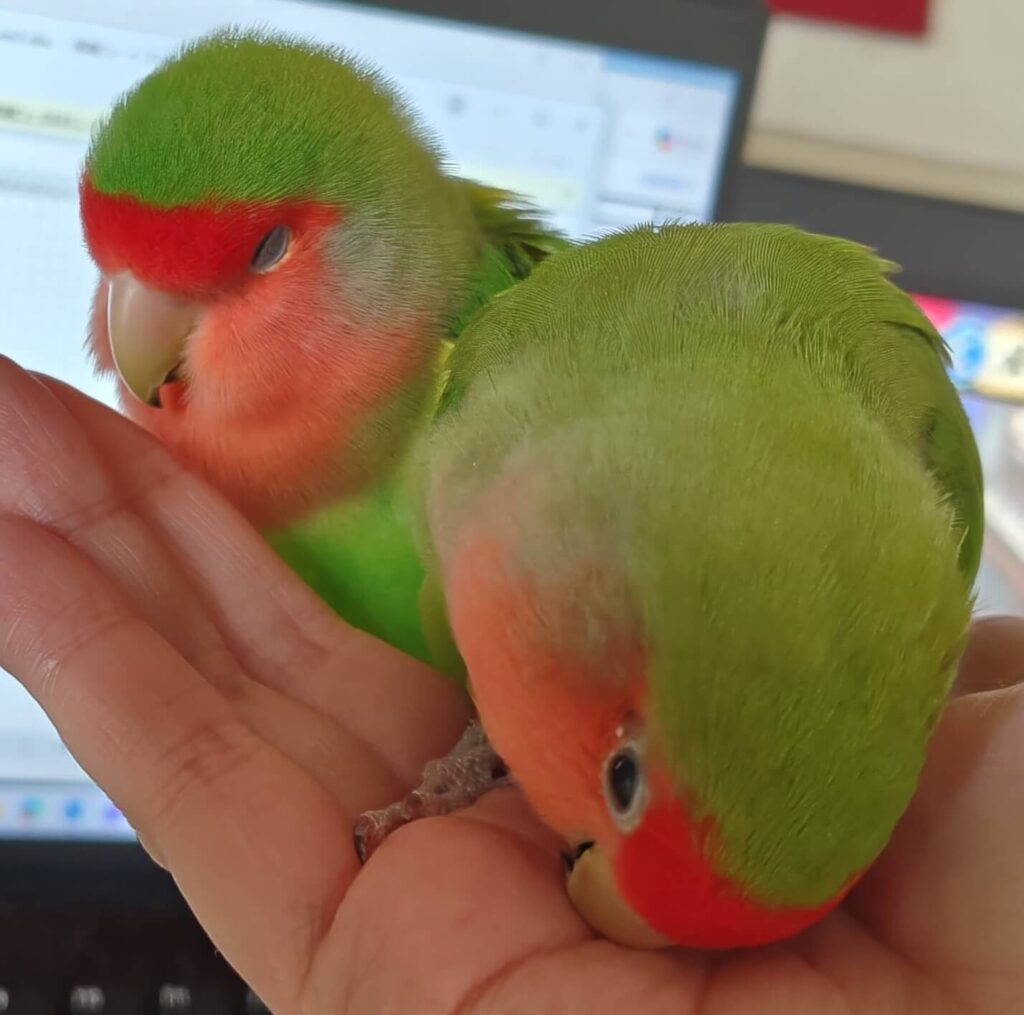 わさびとすだち