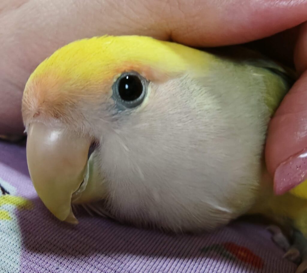 よもぎ