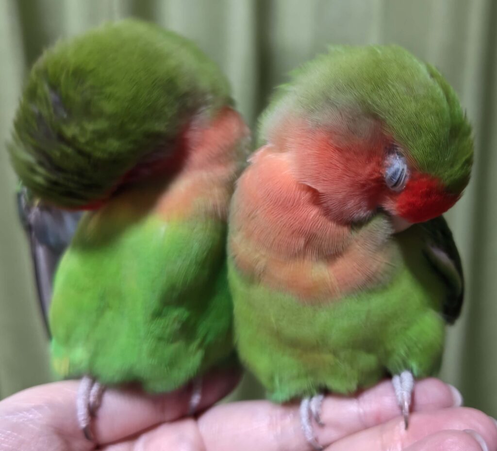 わさびとすだち