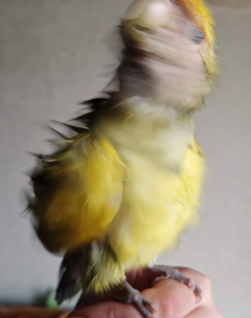 よもぎ