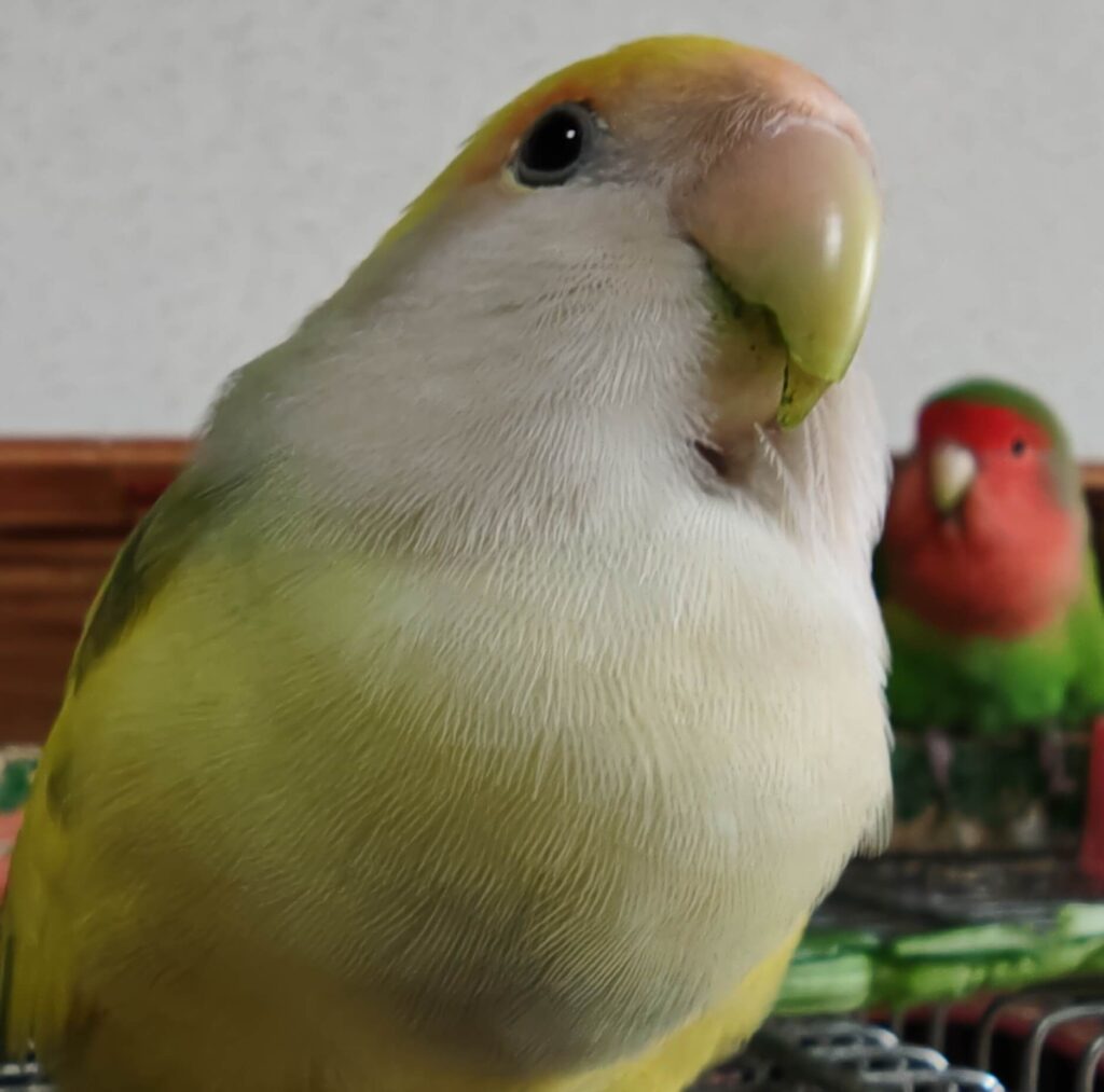 よもぎとわさび