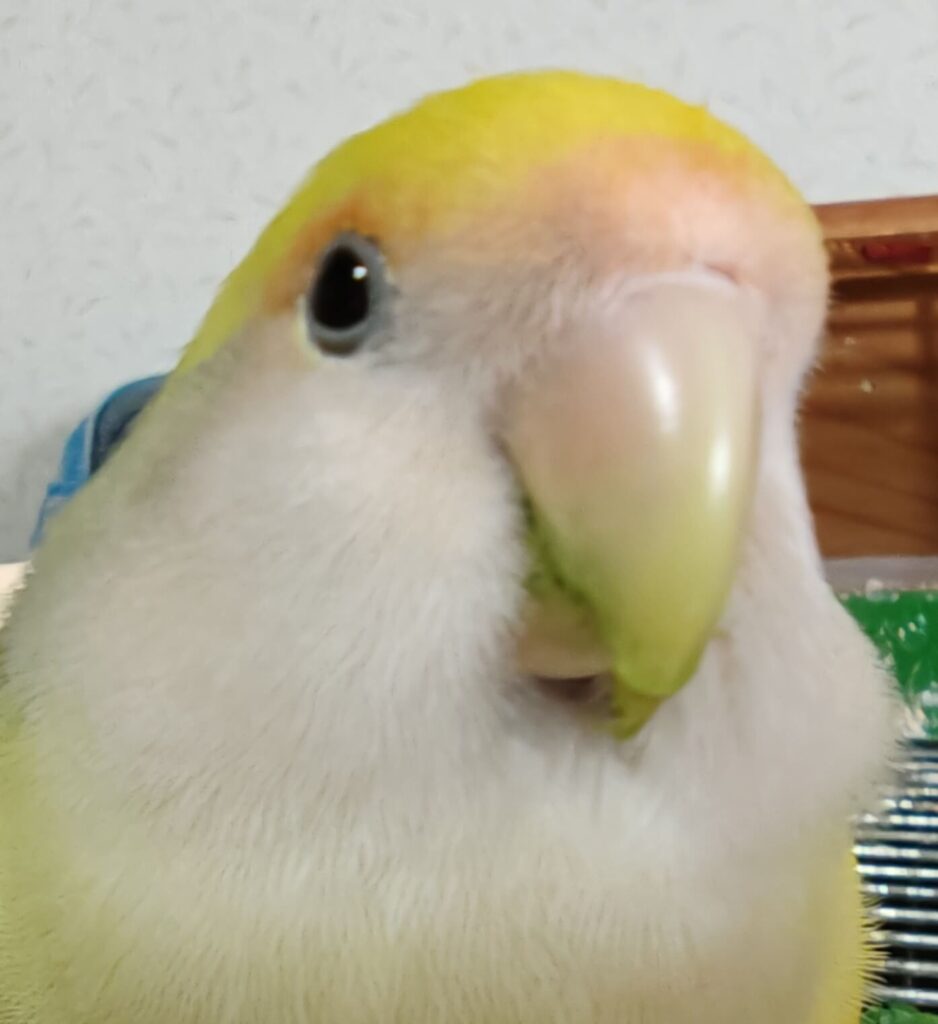 よもぎ