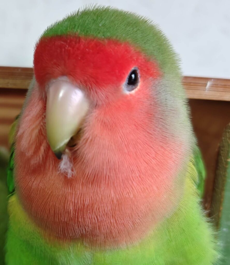 わさび