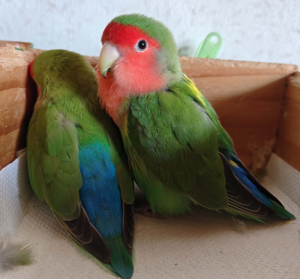 わさびとすだち