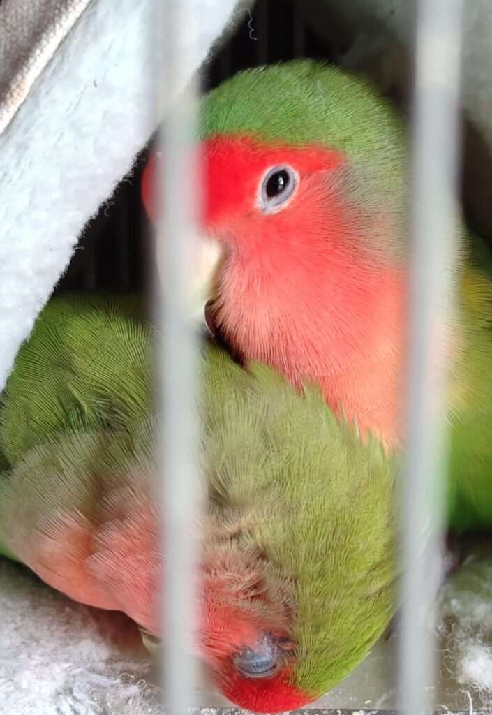 わさびとすだち