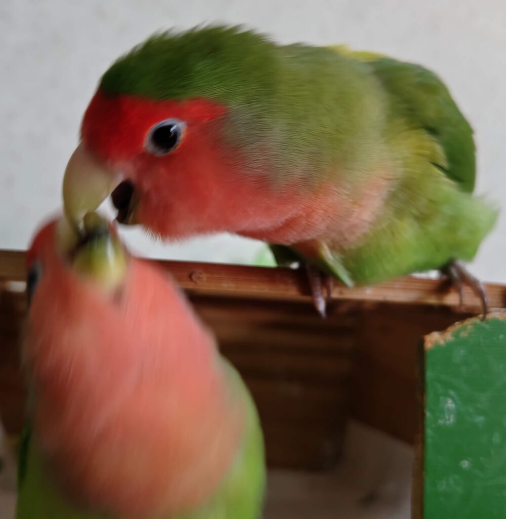 わさびとすだち