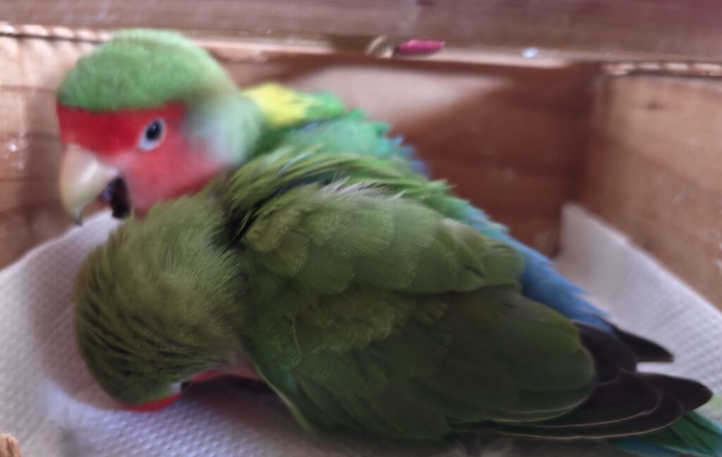 わさびとすだち