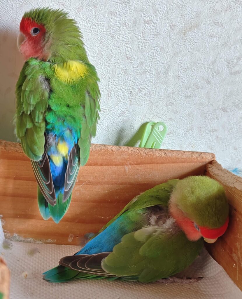 わさびとすだち