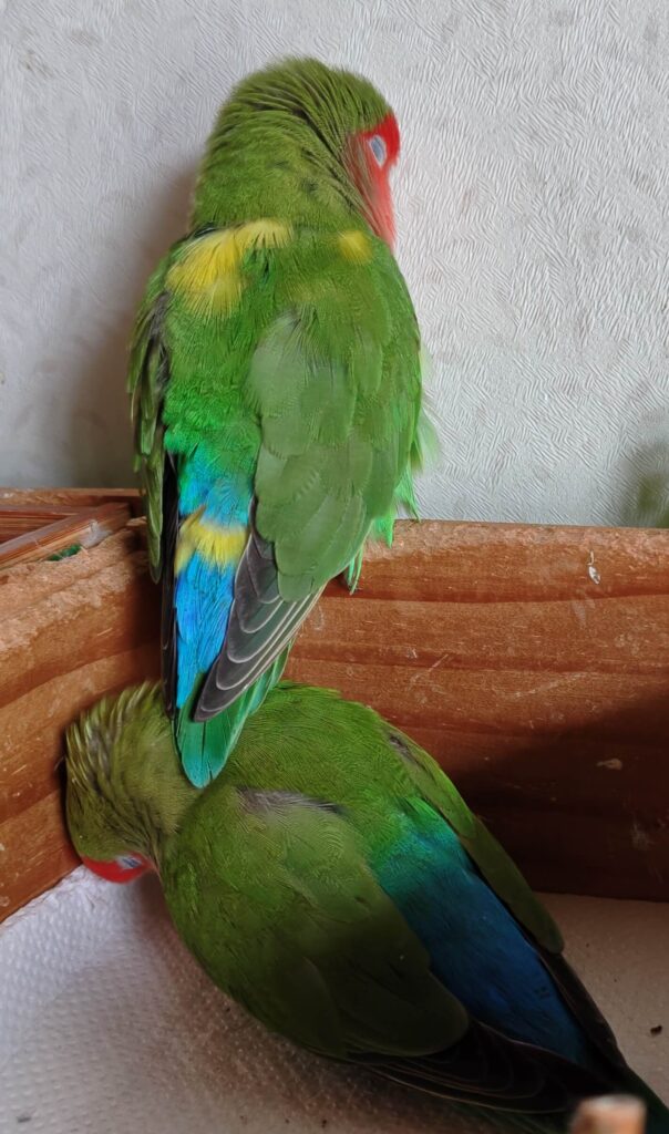 わさびとすだち