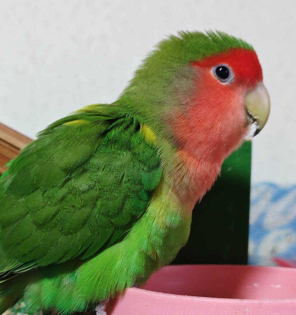 わさび
