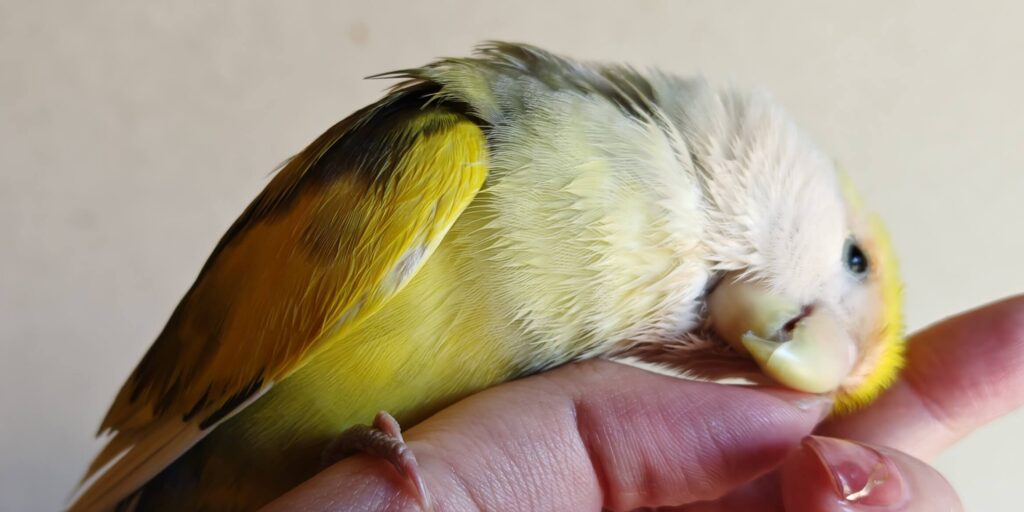よもぎ