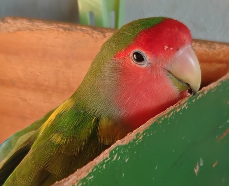 わさび