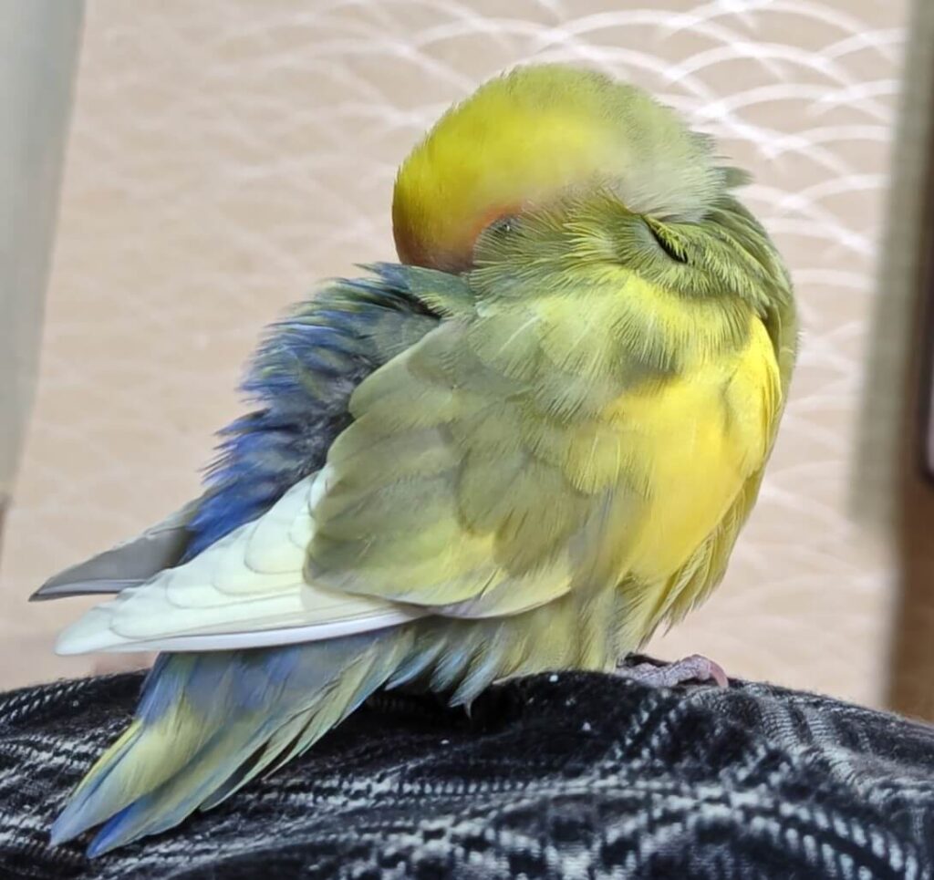 よもぎ