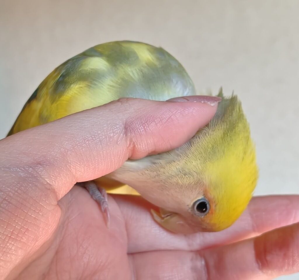 よもぎ