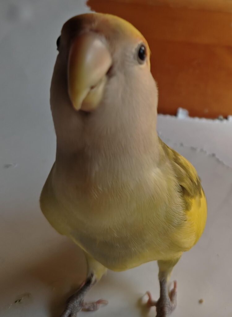 よもぎ