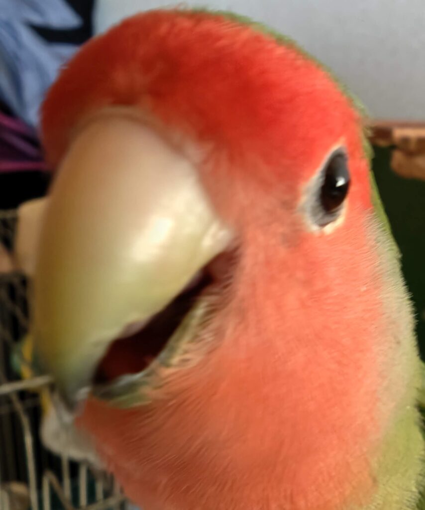 わさび