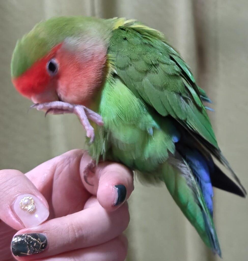わさび