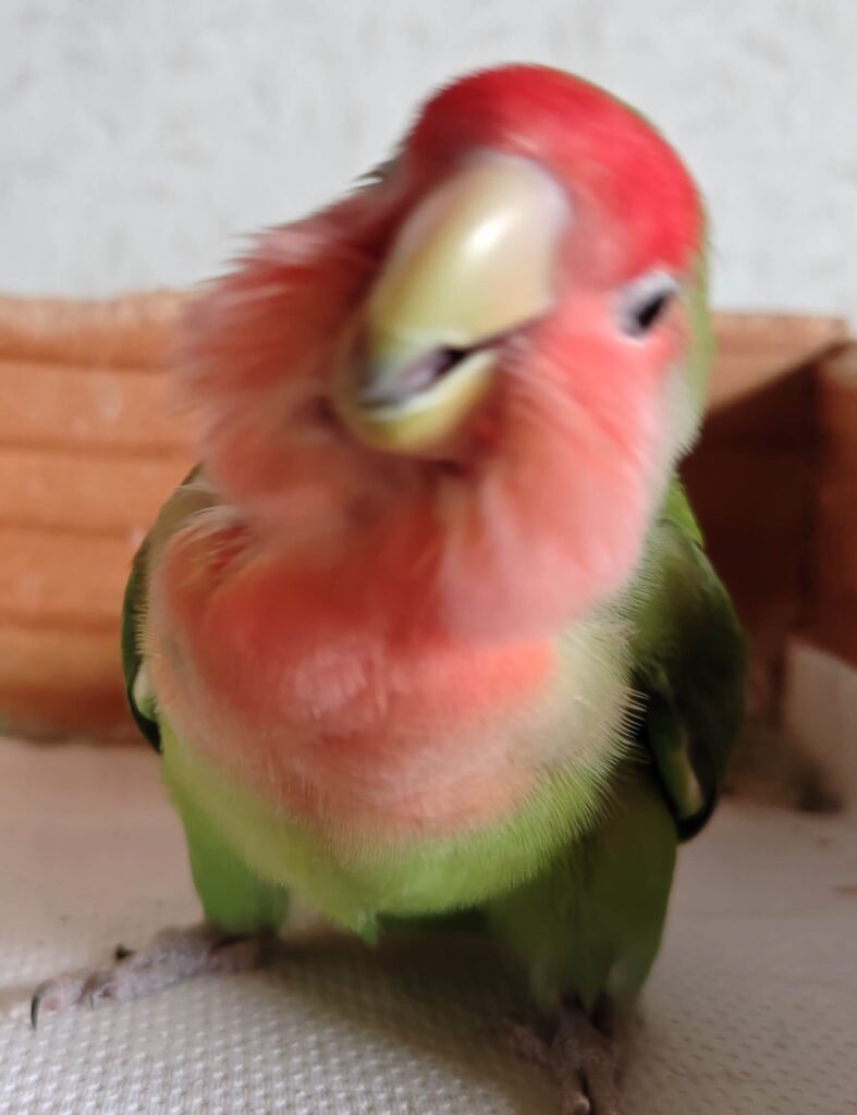 すだち