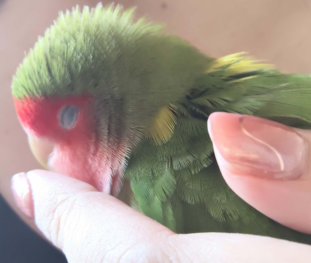 わさび