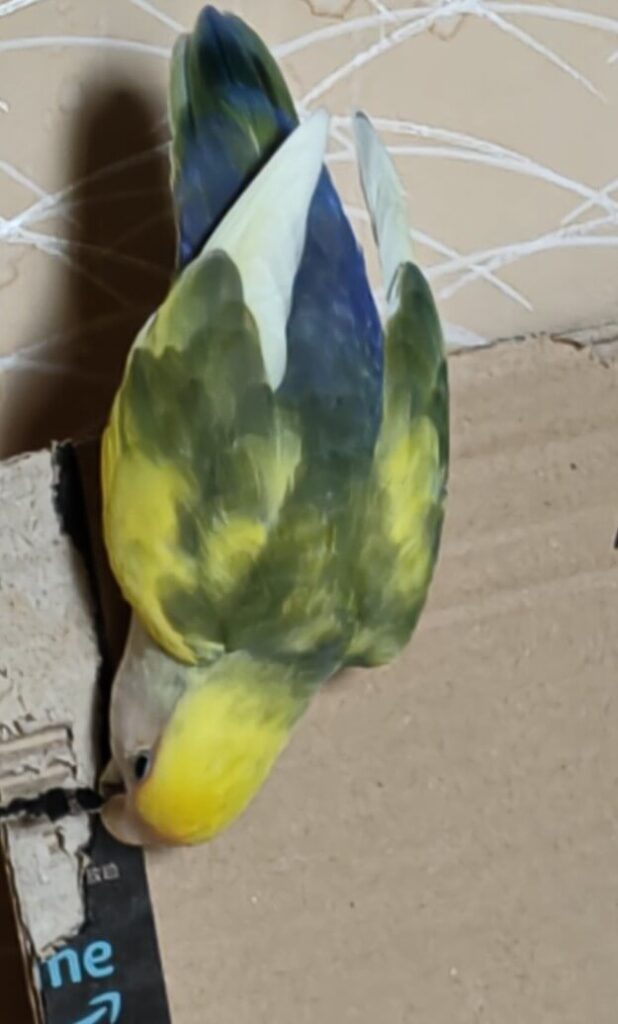 よもぎ