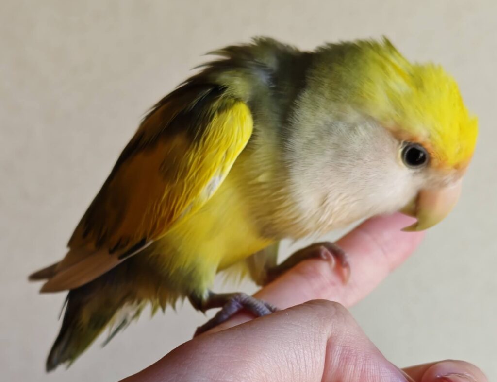 よもぎ