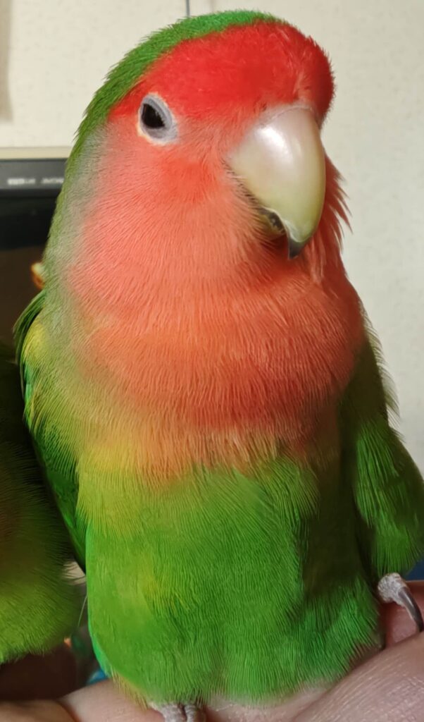 わさび