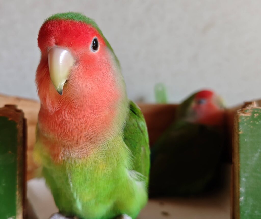 わさびとすだち