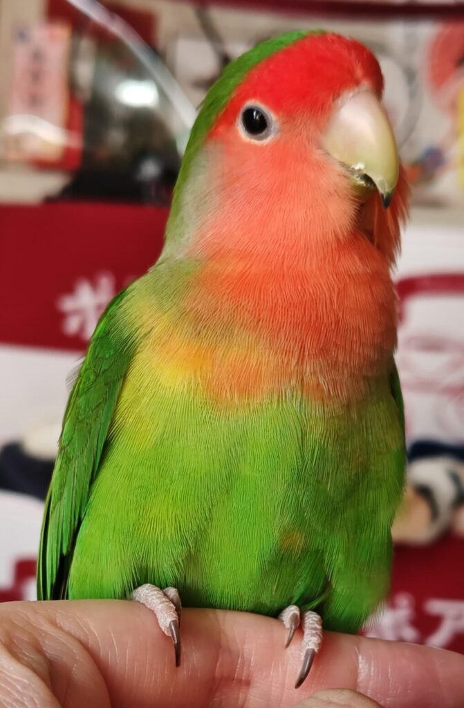 わさび