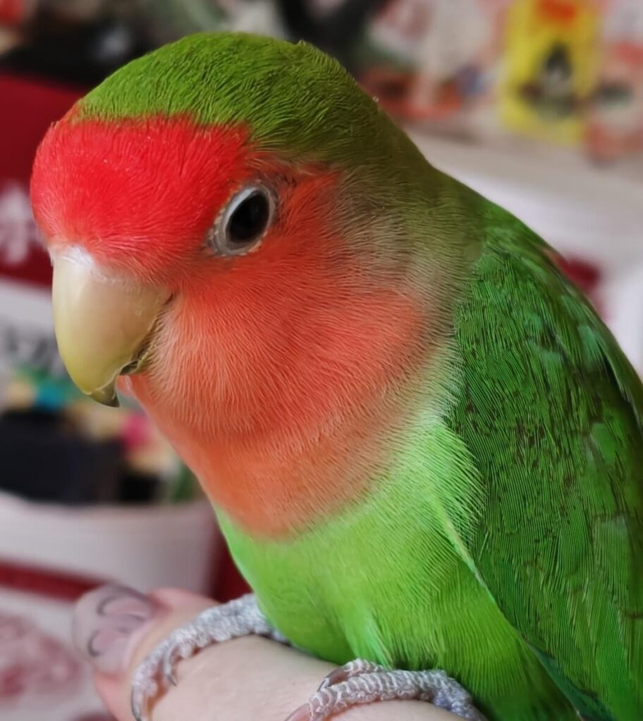 すだち