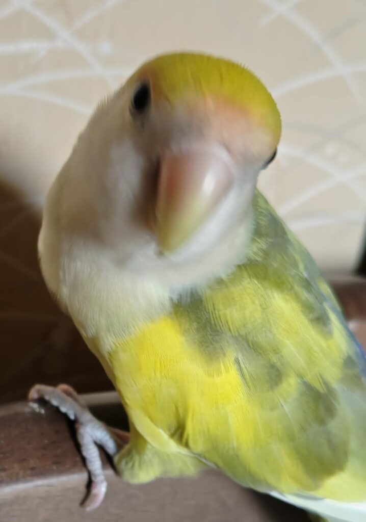 よもぎ