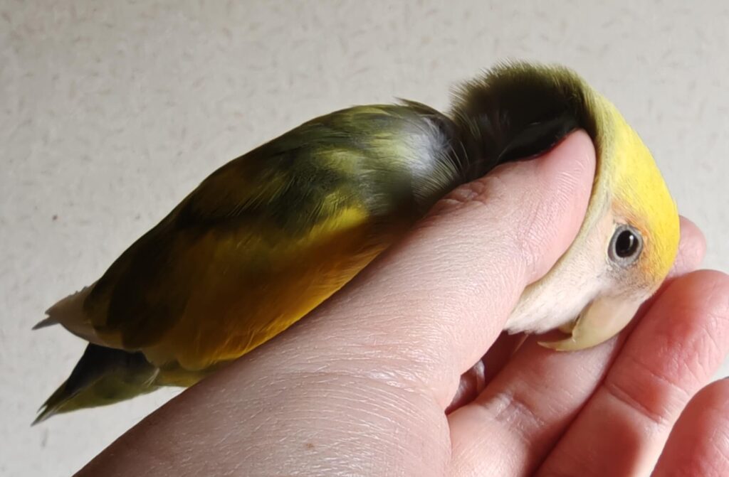 よもぎ