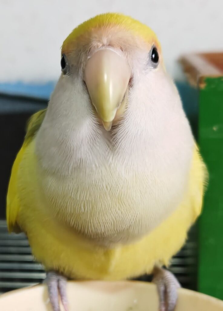 よもぎ