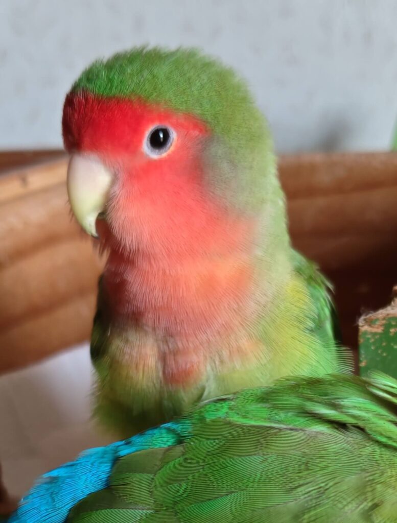 わさび