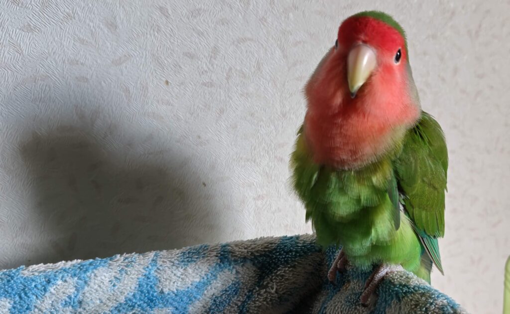 わさび