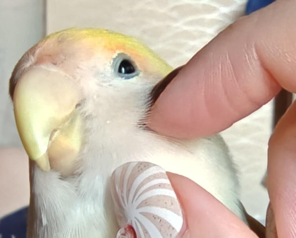よもぎ