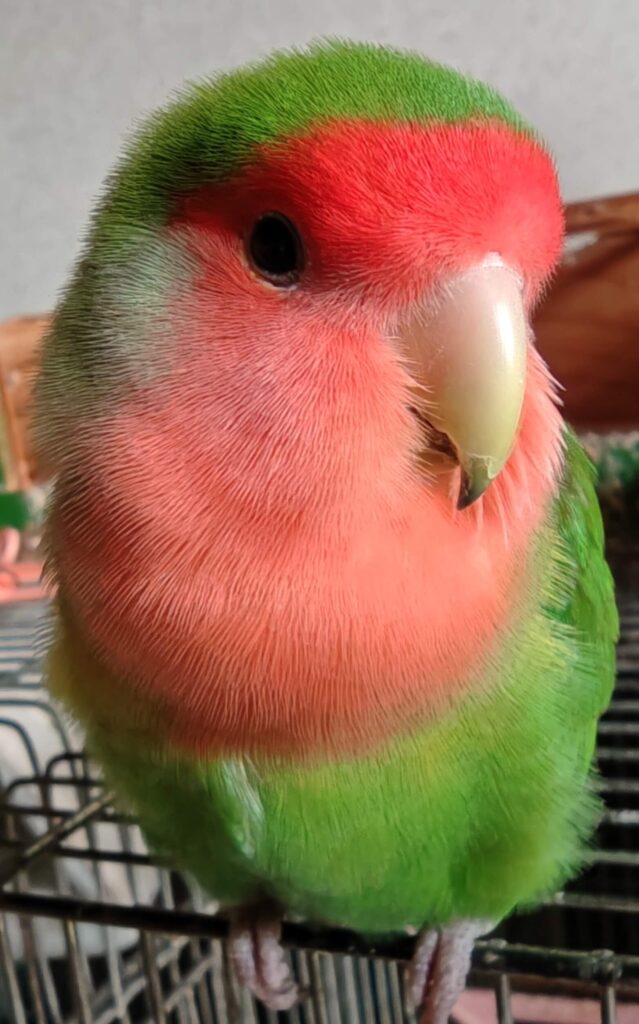 わさび
