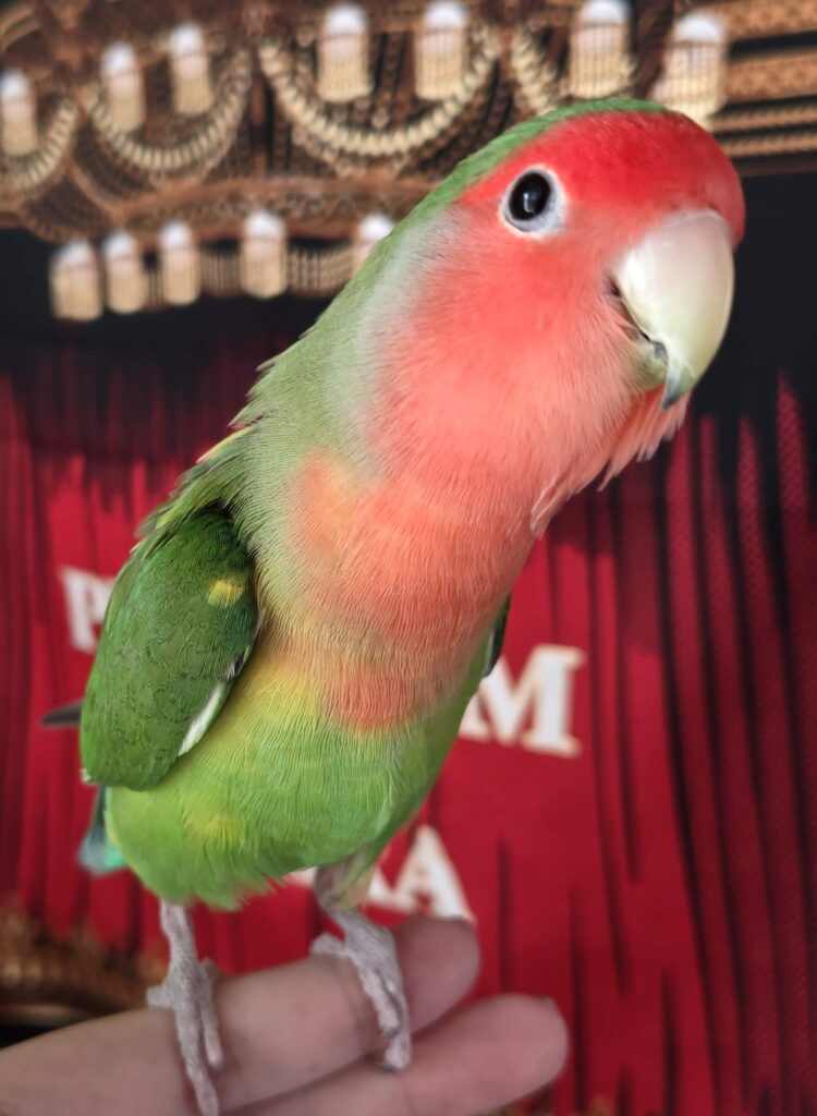 わさび