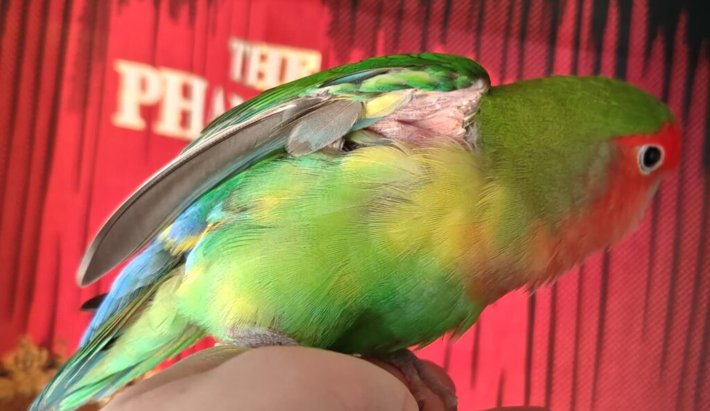 わさび