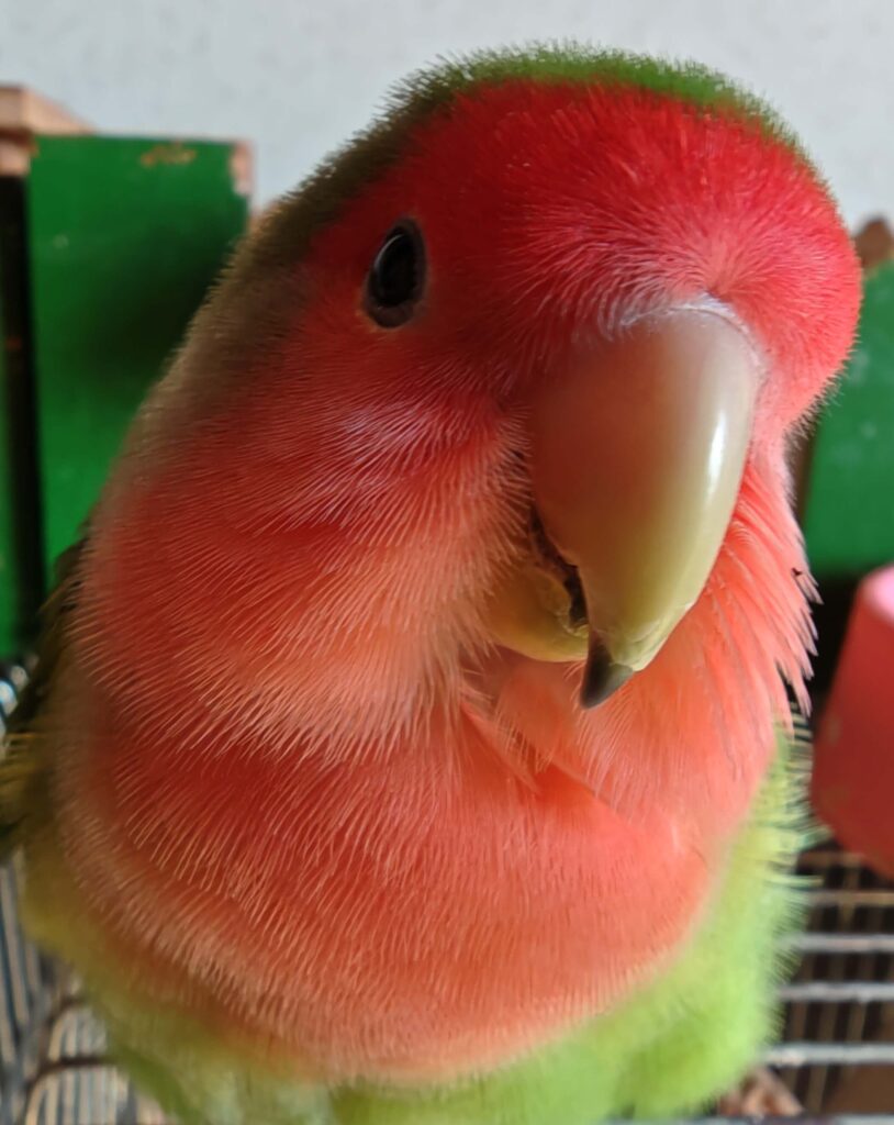 わさび