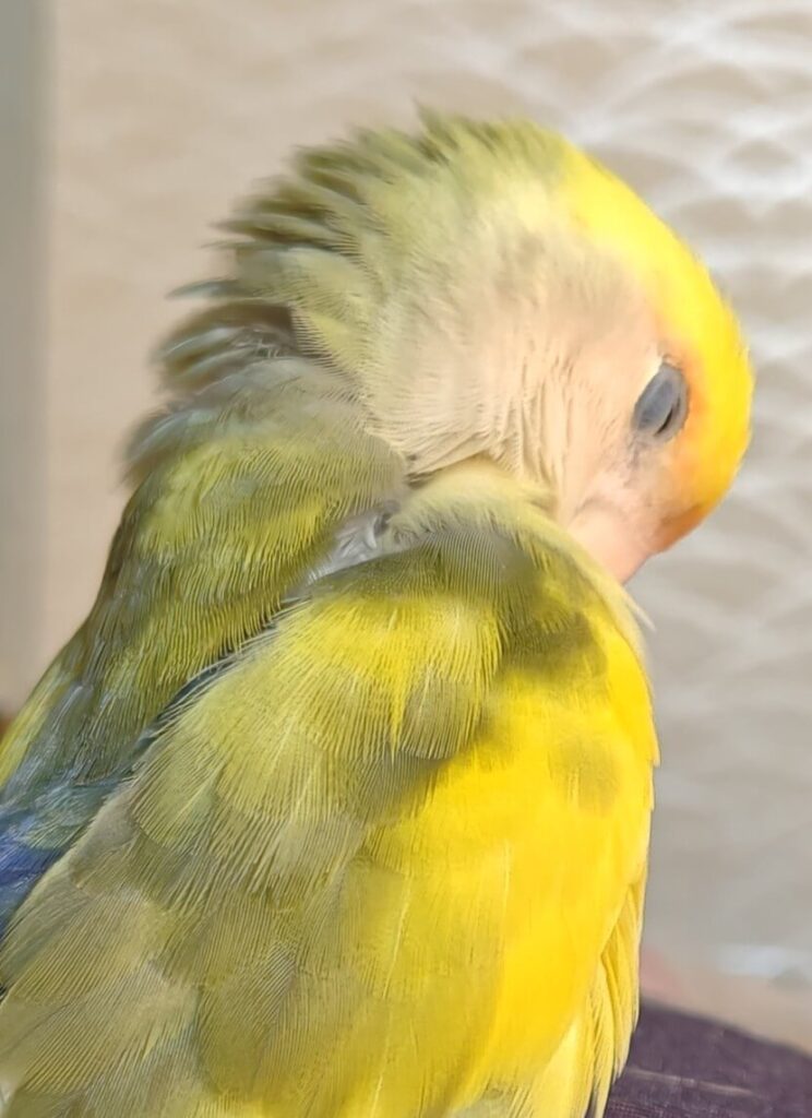 よもぎ