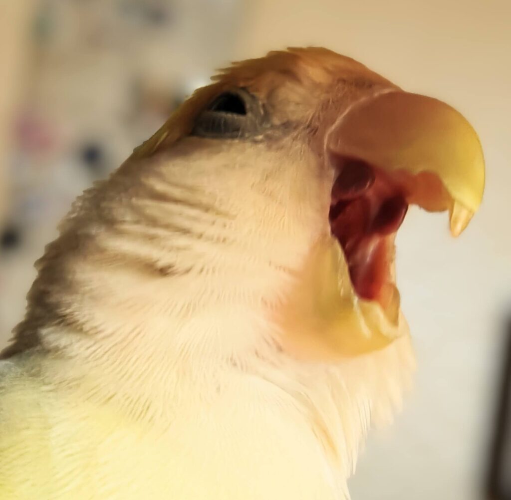 よもぎ