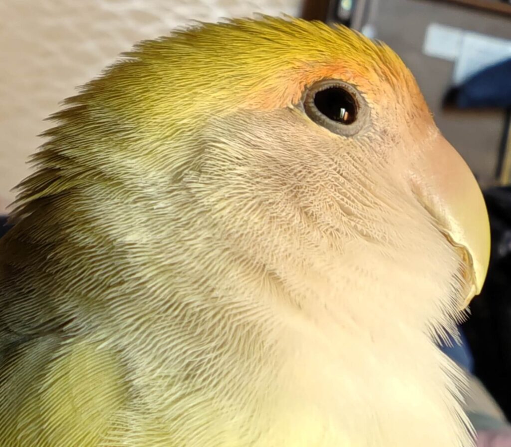 よもぎ