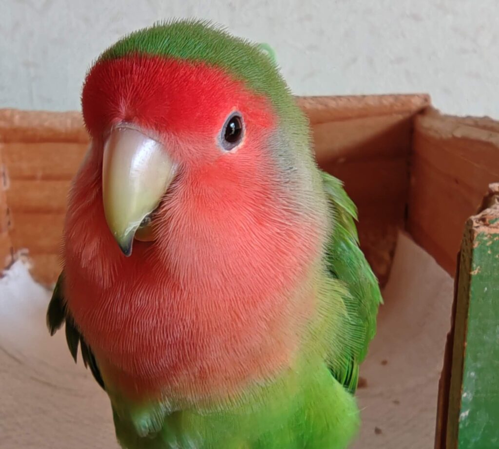 わさび