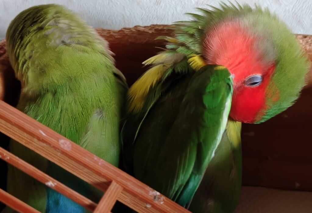 すだちとわさび