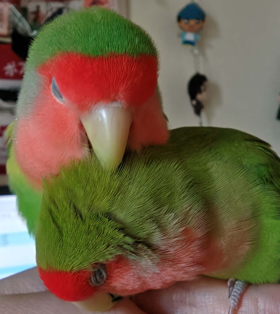 すだちとわさび