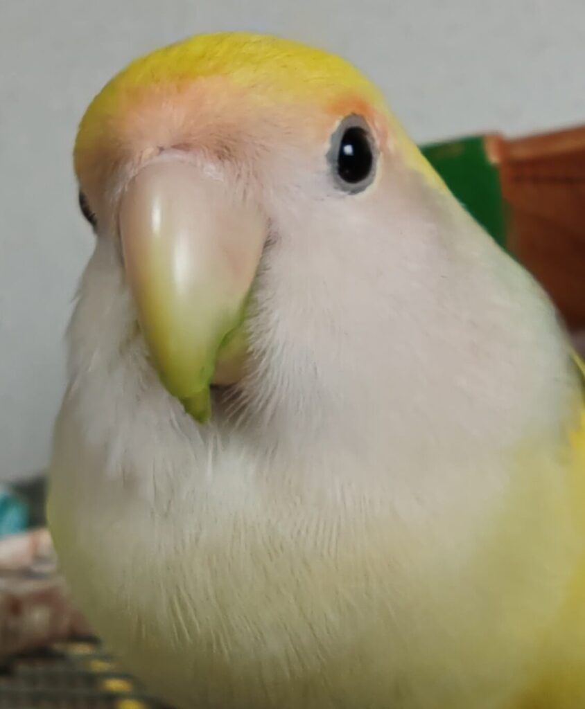 よもぎ