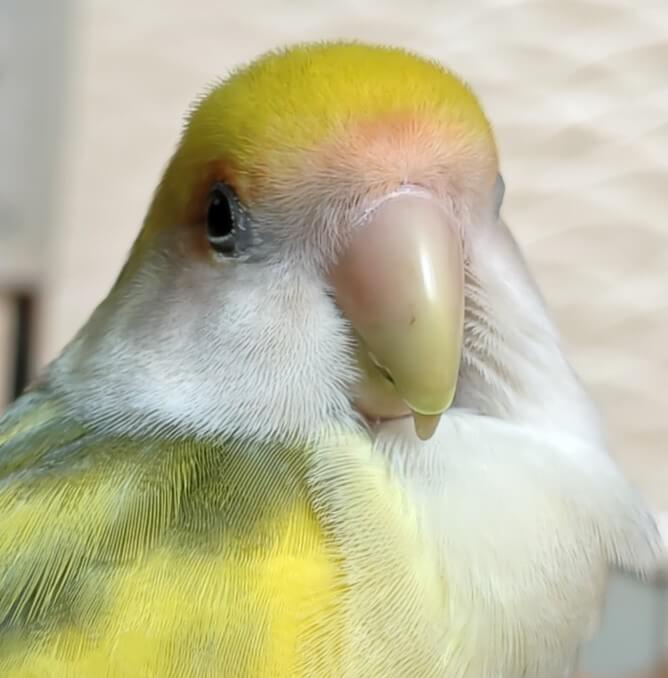 よもぎ