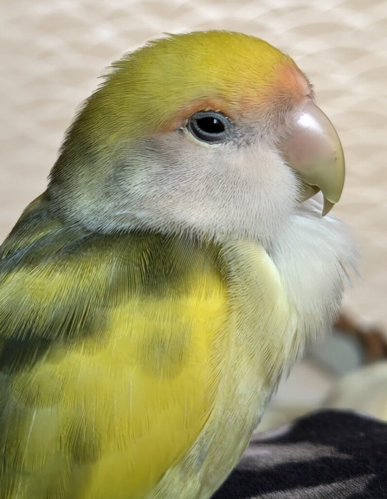 よもぎ