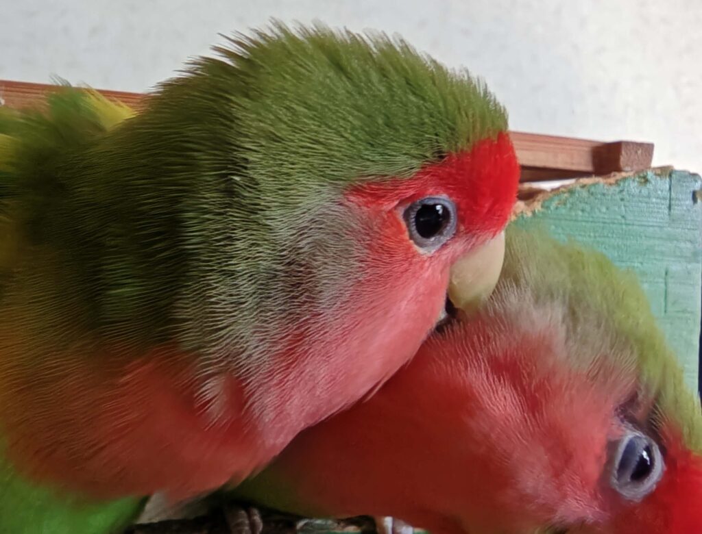 すだちとわさび
